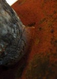 Boletus satanas image