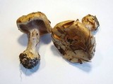 Cortinarius amoenolens image