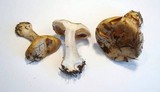 Cortinarius amoenolens image