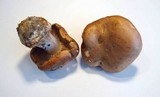 Cortinarius arcuatorum image