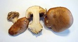 Cortinarius arcuatorum image