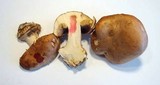 Cortinarius arcuatorum image