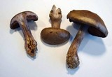 Cortinarius purpurascens image