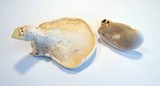 Pleurotus dryinus image