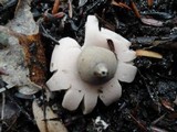 Geastrum rufescens image