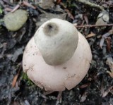 Geastrum rufescens image