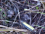 Rhizopogon parksii image