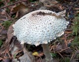 Lepiota clypeolaria image