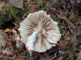 Lepiota clypeolaria image