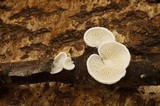 Crepidotus epibryus image
