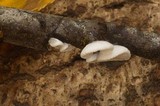 Crepidotus epibryus image