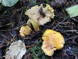 Cantharellus formosus image