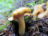 Cantharellus formosus image