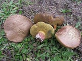Boletus chrysenteron image