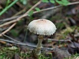Lepiota clypeolaria image