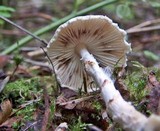 Lepiota clypeolaria image