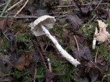 Lepiota clypeolaria image