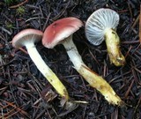 Gomphidius subroseus image