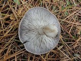 Tricholoma terreum image
