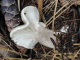 Lactarius mucidus image