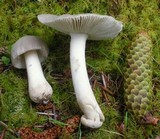 Amanita farinosa image