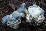 Albatrellus flettii image