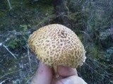 Suillus tomentosus image