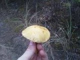 Suillus tomentosus image