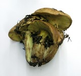 Suillus caerulescens image