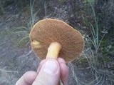 Suillus tomentosus image