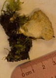 Postia ptychogaster image