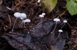 Hemimycena pseudocrispula image