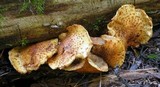 Pholiota adiposa image