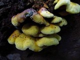 Pseudomerulius curtisii image