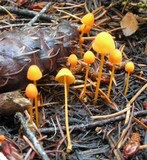 Mycena strobilinoidea image