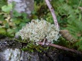 Sphaerophorus venerabilis image