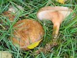 Paxillus involutus image
