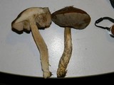 Leccinum schistophilum image