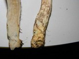 Leccinum schistophilum image