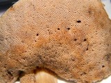 Leccinum schistophilum image