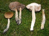 Leccinum schistophilum image