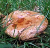 Paxillus involutus image