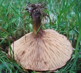 Paxillus involutus image