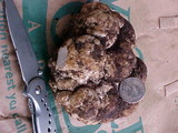 Tuber gibbosum image