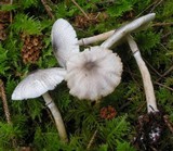 Lepiota atrodisca image