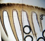 Psilocybe hoogshagenii var. hoogshagenii image