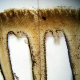 Psilocybe hoogshagenii var. hoogshagenii image