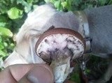 Suillus luteus image