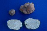Tuber lyoni image