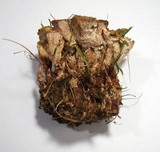 Abortiporus biennis image